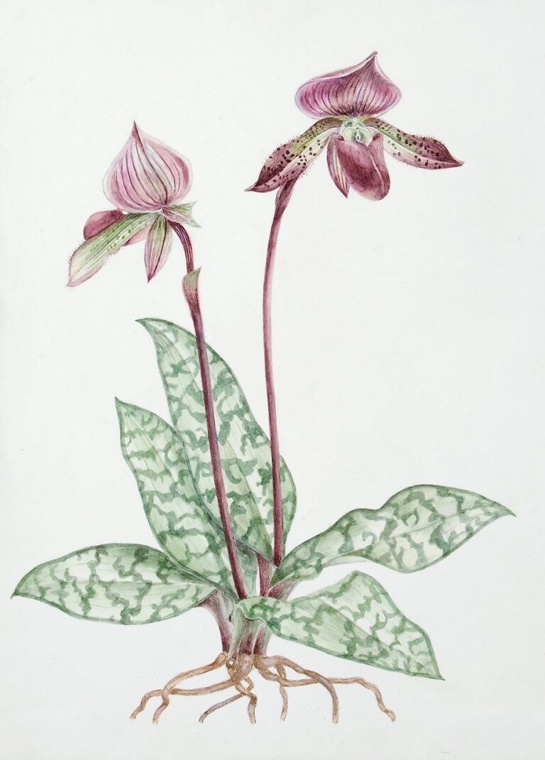 Louise Glass Botanical Paintings on Display at Piermont Library