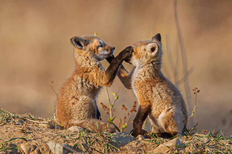Photographer Ian Clark and the Critters in Our Midst at the Piermont Library.